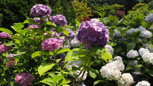 本土寺の紫陽花