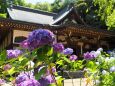 本土寺の紫陽花