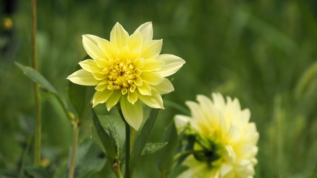 長居植物園のダリア