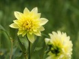 長居植物園のダリア