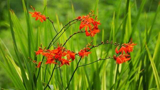 長居植物園の姫檜扇水仙