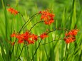 長居植物園の姫檜扇水仙