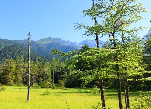 夏の田代湿原