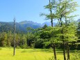 夏の田代湿原