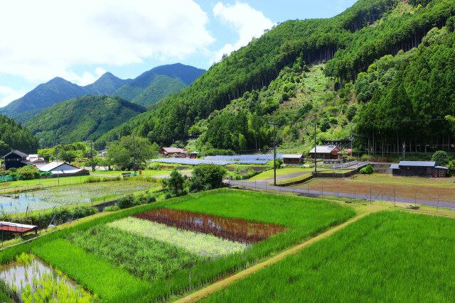 夏の里山