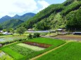 夏の里山