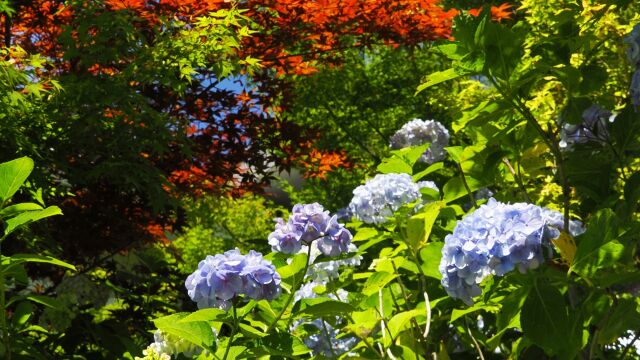 本土寺の紫陽花