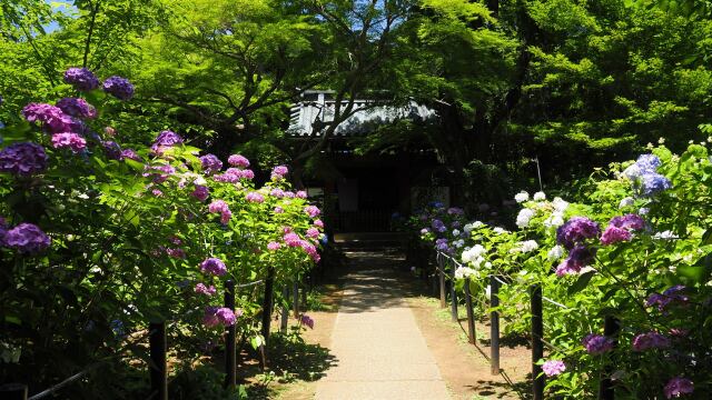 本土寺の紫陽花