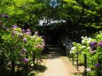 本土寺の紫陽花