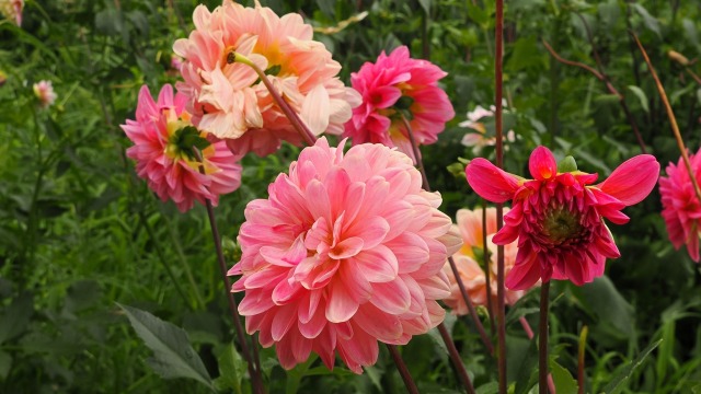 長居植物園のダリア