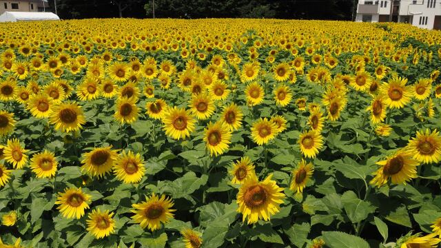 習志野市の向日葵