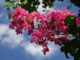 夏の青空に百日紅の花