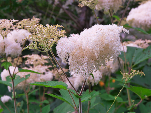 北海道ガーデンの花