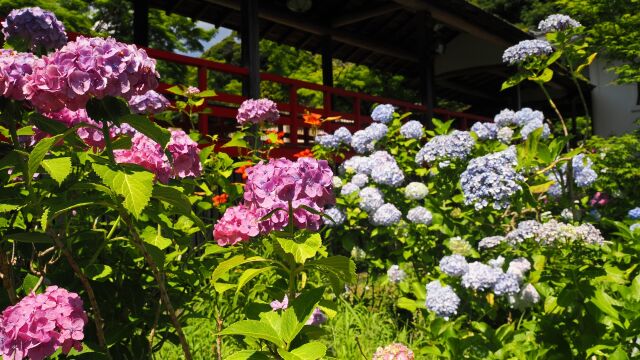 本土寺の紫陽花