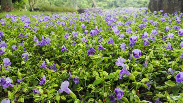 長居植物園のトレニア