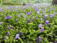 長居植物園のトレニア