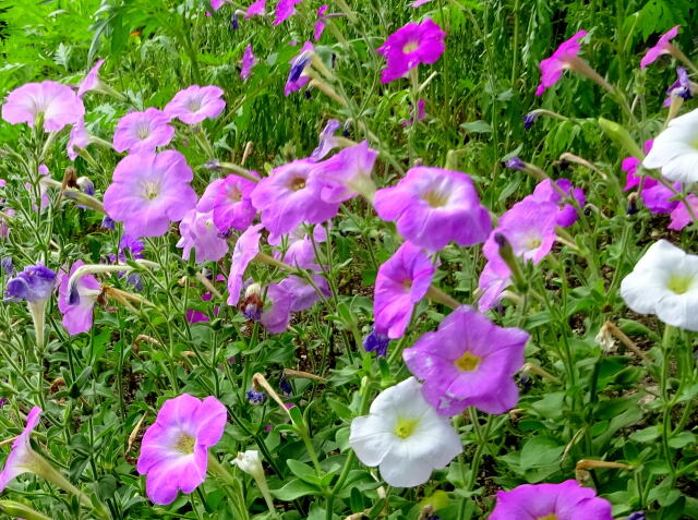 夏の田舎道に咲いている花