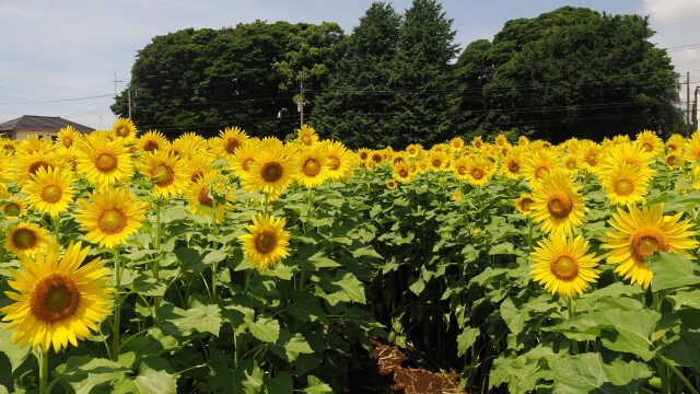 習志野市の向日葵