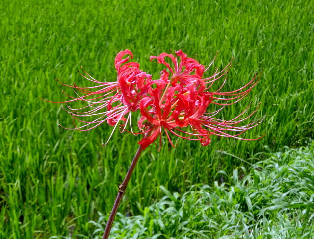 8月初旬 あわてんぼうの彼岸花