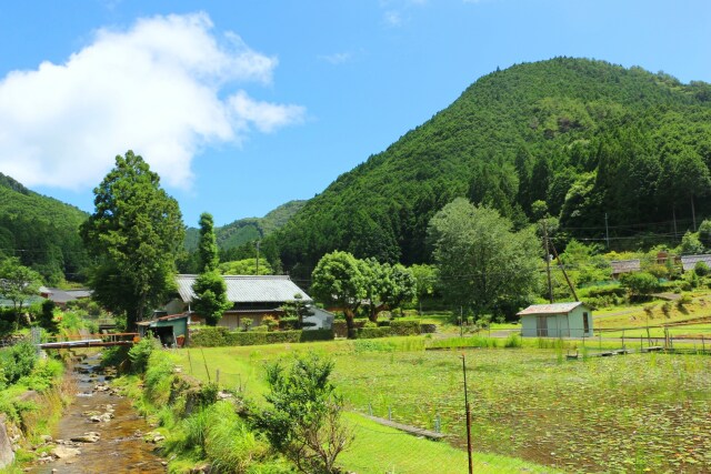 夏の里山