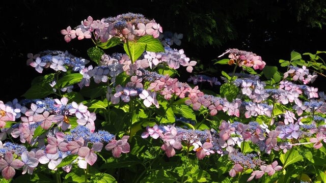 本土寺の紫陽花