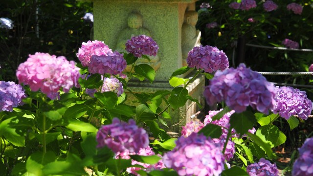 本土寺の紫陽花