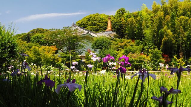 本土寺の花菖蒲