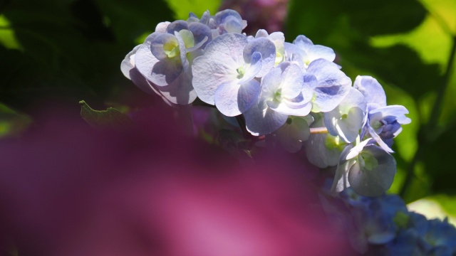 本土寺の紫陽花