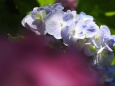 本土寺の紫陽花