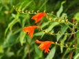 長居植物園の姫檜扇水仙