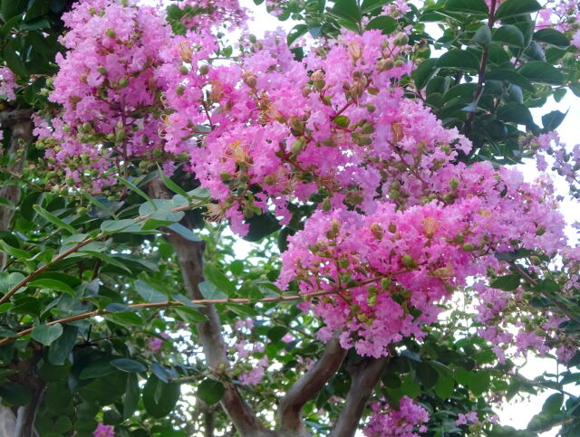 見上げる百日紅の花