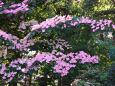 北海道ガーデンの花