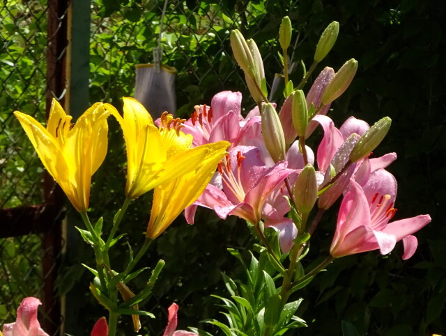 街角の花壇に咲いている花