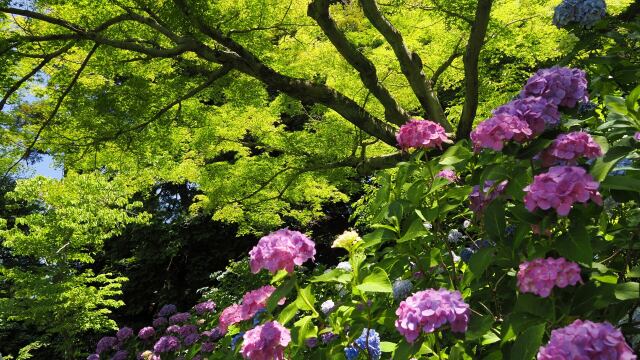 本土寺の紫陽花と青もみじ