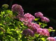 本土寺の紫陽花