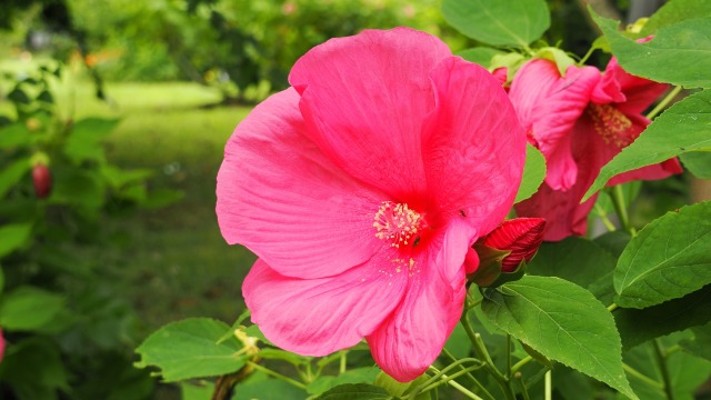 長居植物園のアメリカフヨウ