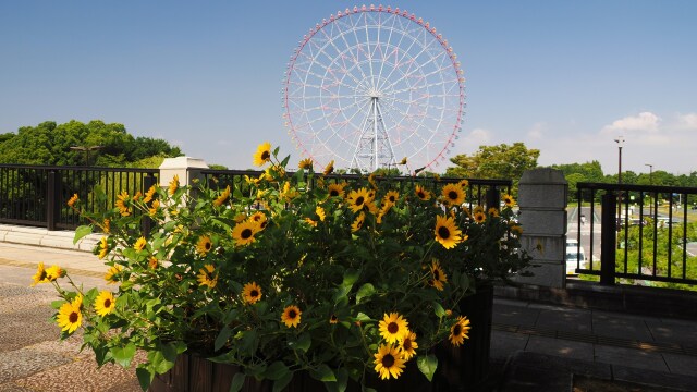 葛西臨海公園の向日葵と観覧車