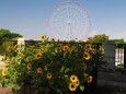 葛西臨海公園の向日葵と観覧車