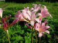 夏水仙の花がさくころ