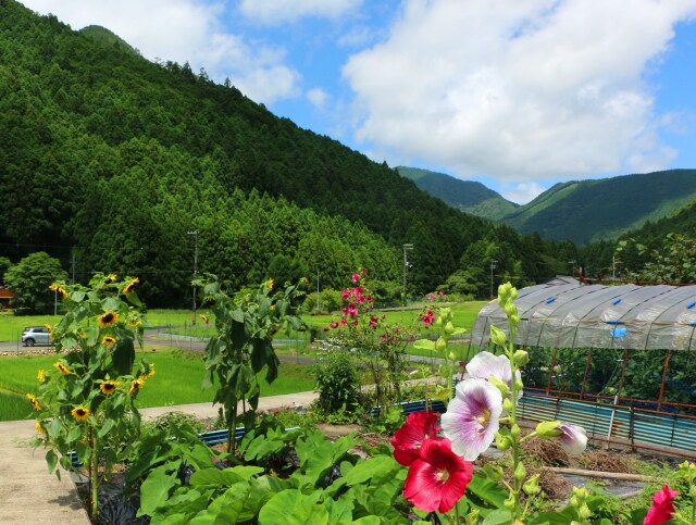 夏の里山