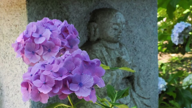 本土寺の紫陽花と仏像