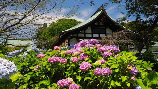 本土寺の紫陽花