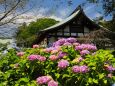 本土寺の紫陽花