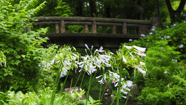 長居植物園のアガパンサス