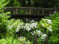 長居植物園のアガパンサス