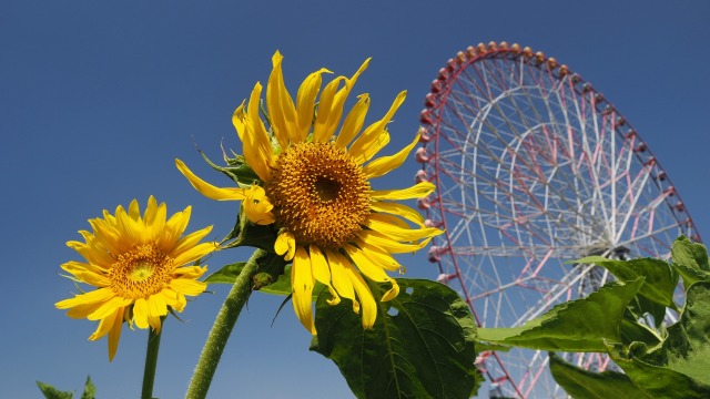 葛西臨海公園の向日葵と観覧車