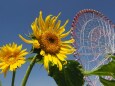 葛西臨海公園の向日葵と観覧車