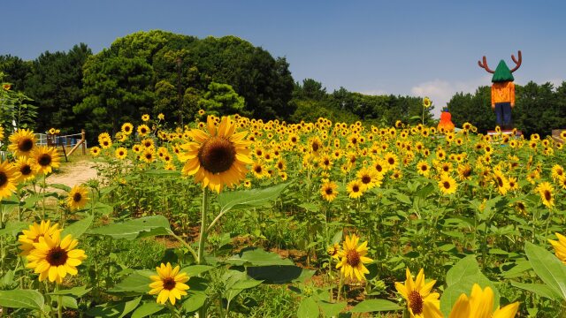 葛西臨海公園の向日葵