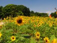 葛西臨海公園の向日葵