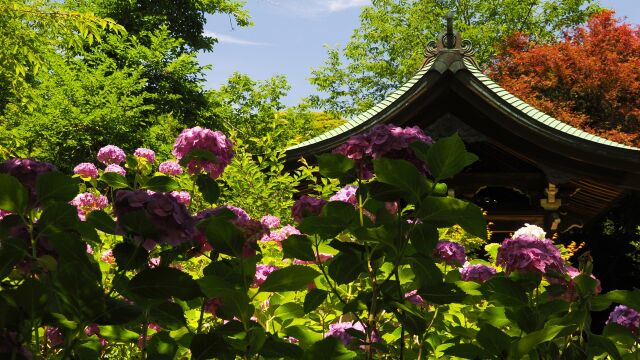 本土寺の紫陽花